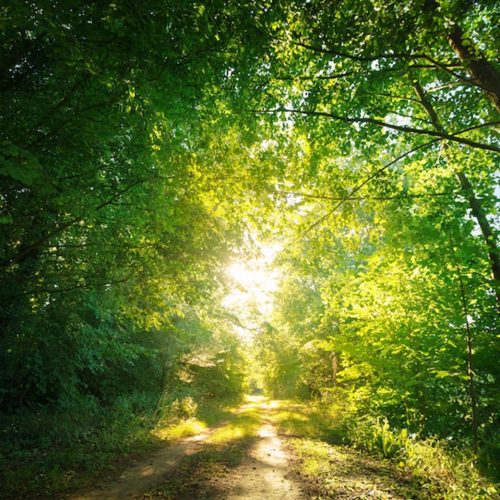 Chemin forestier baigné de soleil sous un tunnel d'arbres