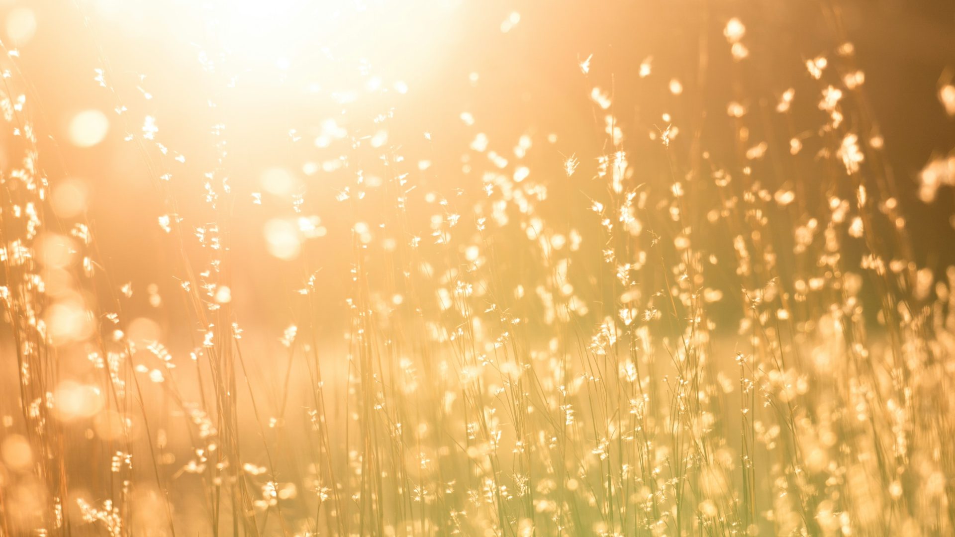 Herbes hautes dorées dans la lumière chaude du soleil d'été