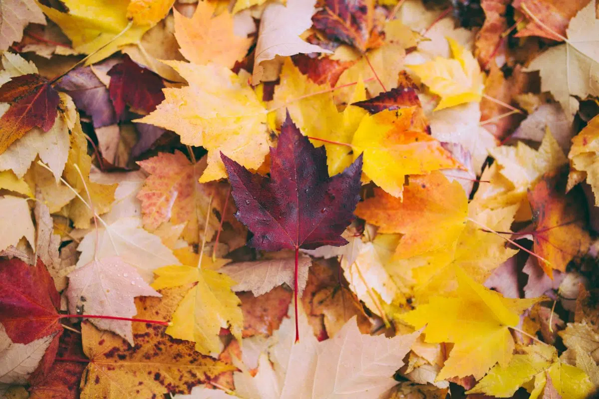 article sur l'automne, le yoga, l'ayurveda et la médecine traditionnelle chinoise