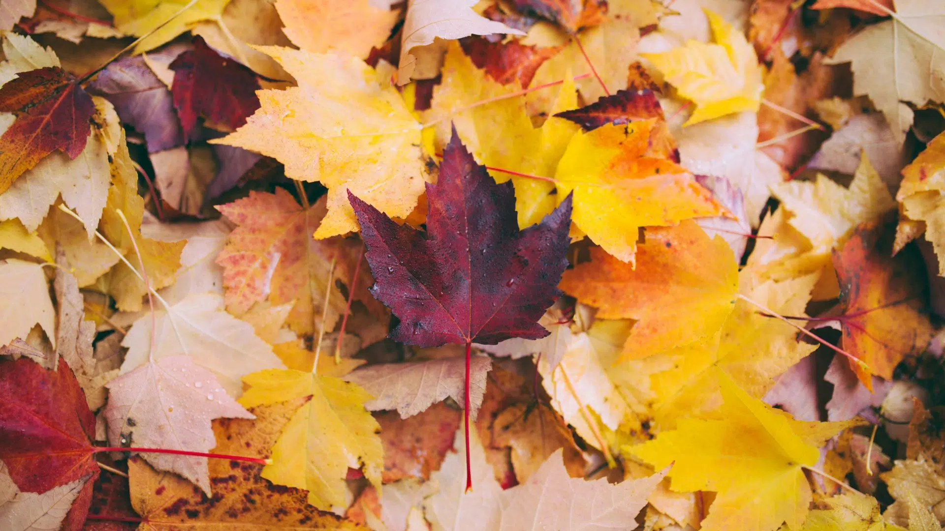Feuilles d'automne jaunes, orange et rouges tombées au sol
